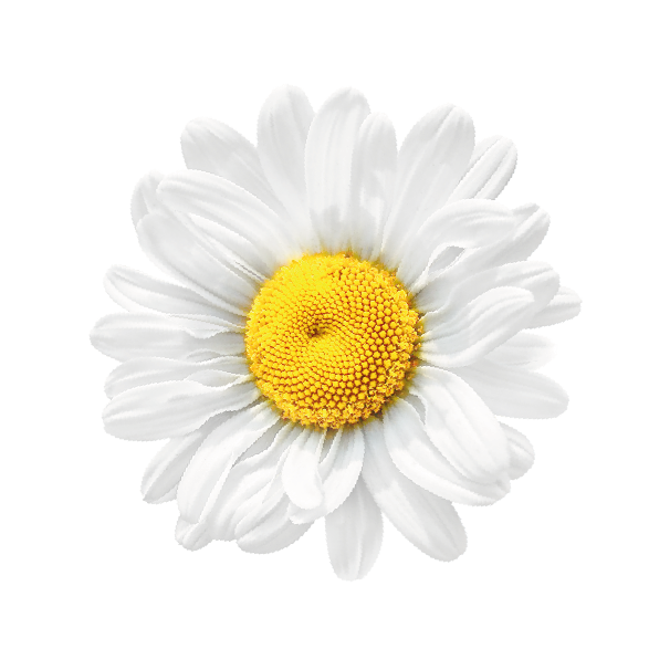 Acque distillate vegetali (Camomilla, Malva, Amamelide)