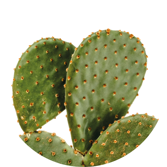 Fico d'India