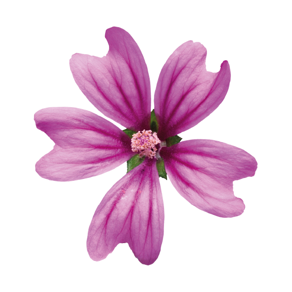 Complesso di Acque Floreali (Amamelide, Malva e Rosa)