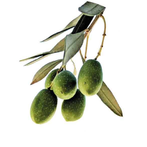 Olio di Oliva